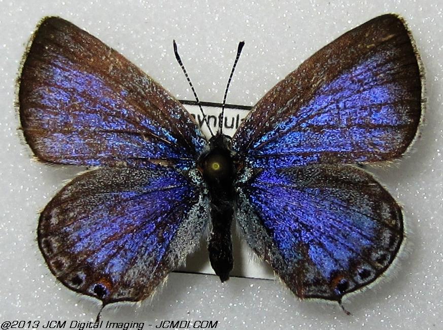Everes amyntula (Western Tailed Blue, Juniper Hills area, CA)